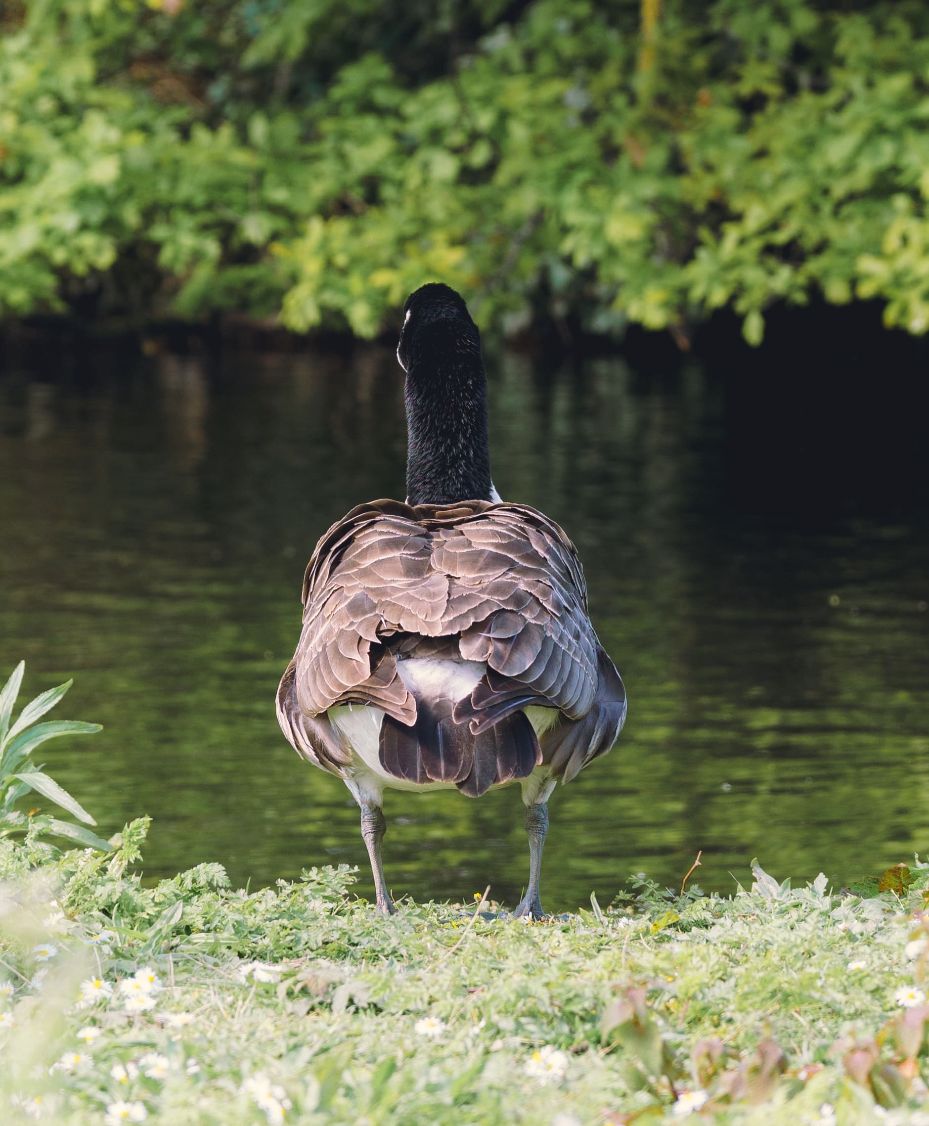 Back of A Goose